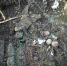 В Ухте захоронят останки, обнаруженные в местечке Заболотное - Ухтинский еженедельник НЭП