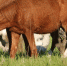 В Ухте в полях за Зерюнова пропал жеребенок - Ухтинский еженедельник НЭП