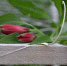 В ухтинском Горзеленхозе идёт активная подготовка к 8 марта - Администрация г.Ухта