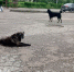 В Коми планируется открытие муниципального приюта для бездомных собак - Pro Город Ухта