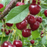 Вишню от монилиоза обрабатываю только в этот момент: деревья растут здоровыми, а ягоды — крупными и сладкими - Pro Город Ухта