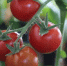 Две «стыдные» подкормки томатов: делаю весь сезон — урожай ящиками собираем до морозов - Pro Город Ухта