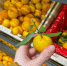 Продавцы не любят, когда покупатели это знают: как в супермаркете найти сладкие мандарины - Pro Город Ухта
