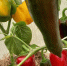 Эти перцы никогда не подводят: 4 старых сорта - ранние, с толстой стенкой, тяжелые и беспроблемные. И новинки не нужны - Pro Город Ухта