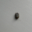 В Коми прогнозируют массовую активность клещей в начале мая - Pro Город Ухта